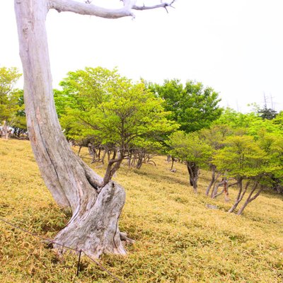 大台ケ原(日出ヶ岳)