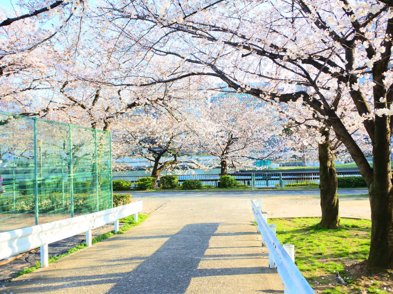 大阪天満宮周辺でお花見デート 桜並木が有名な南天満公園で食べる絶品ベーグル Playlife プレイライフ