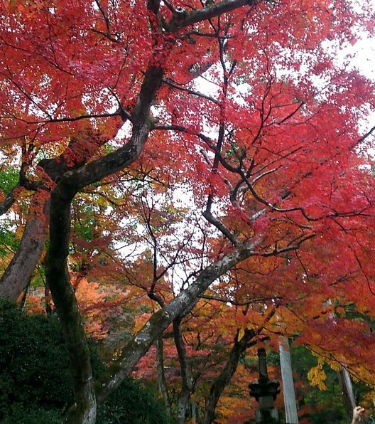 大興善寺契園