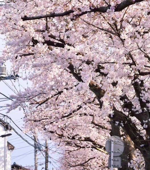 桜土手公園 (文学の道)