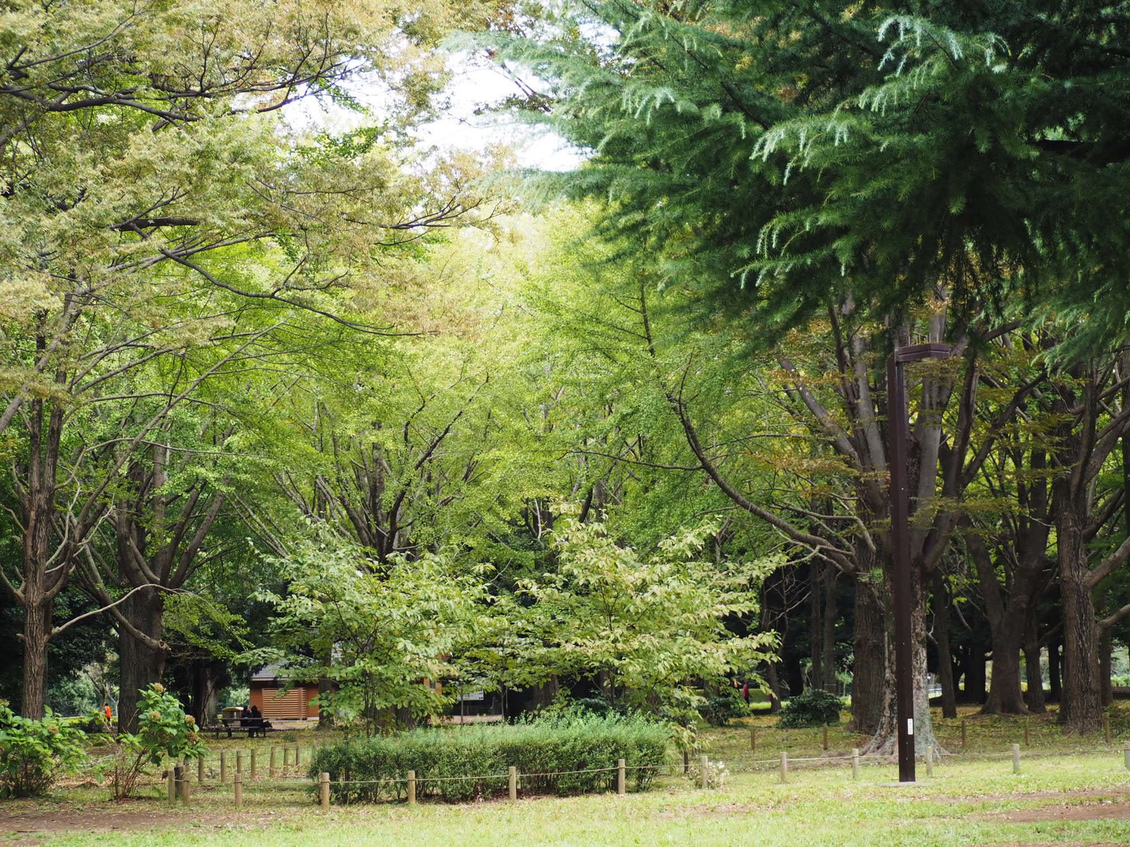 代々木公園