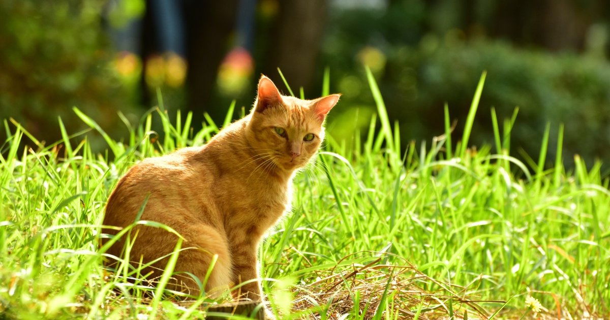 猫好きさん必見 遭遇率100 東京で最も猫の多い公園 In大井ふ頭中央海浜公園 Playlife プレイライフ