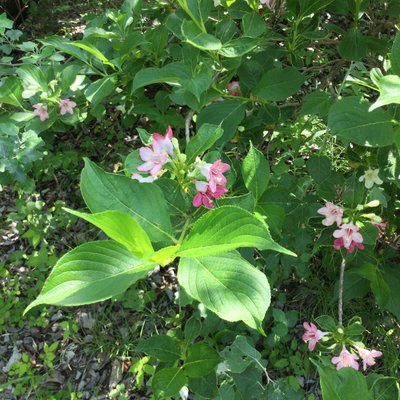 メディカルハーブガーデン生活の木薬香草園