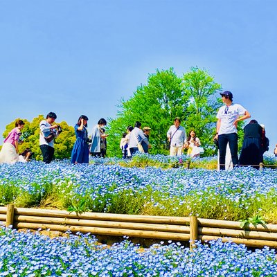 国営昭和記念公園