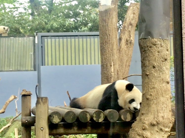 東京都恩賜上野動物園の観光情報 見どころ 評判 アクセス等 Playlife プレイライフ