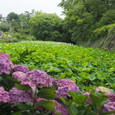 小田原城