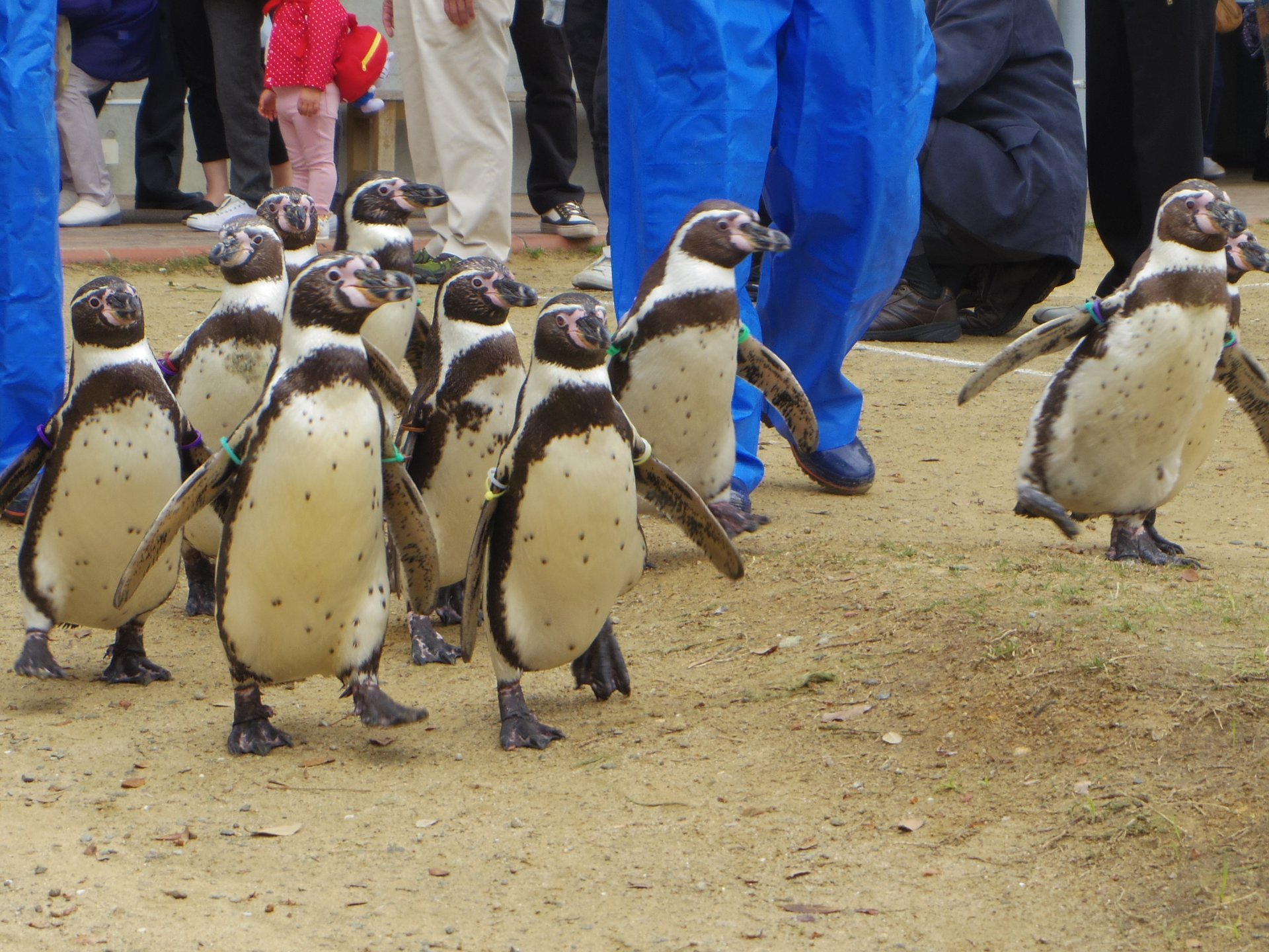 定番長崎観光に飽きたら「ペンギンの散歩」も見られる、飼育種類世界一【長崎ペンギン水族館】はどう？