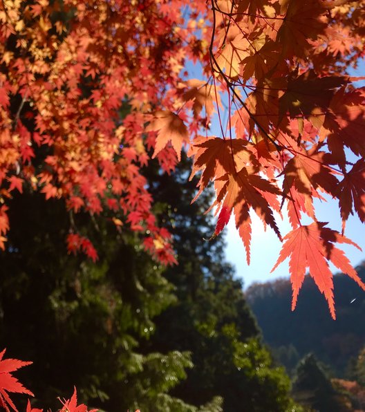 埼玉で紅葉狩り 鎌北湖で水に映る紅葉を見に行こう Playlife プレイライフ