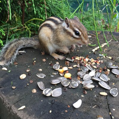 オホーツクシマリス公園