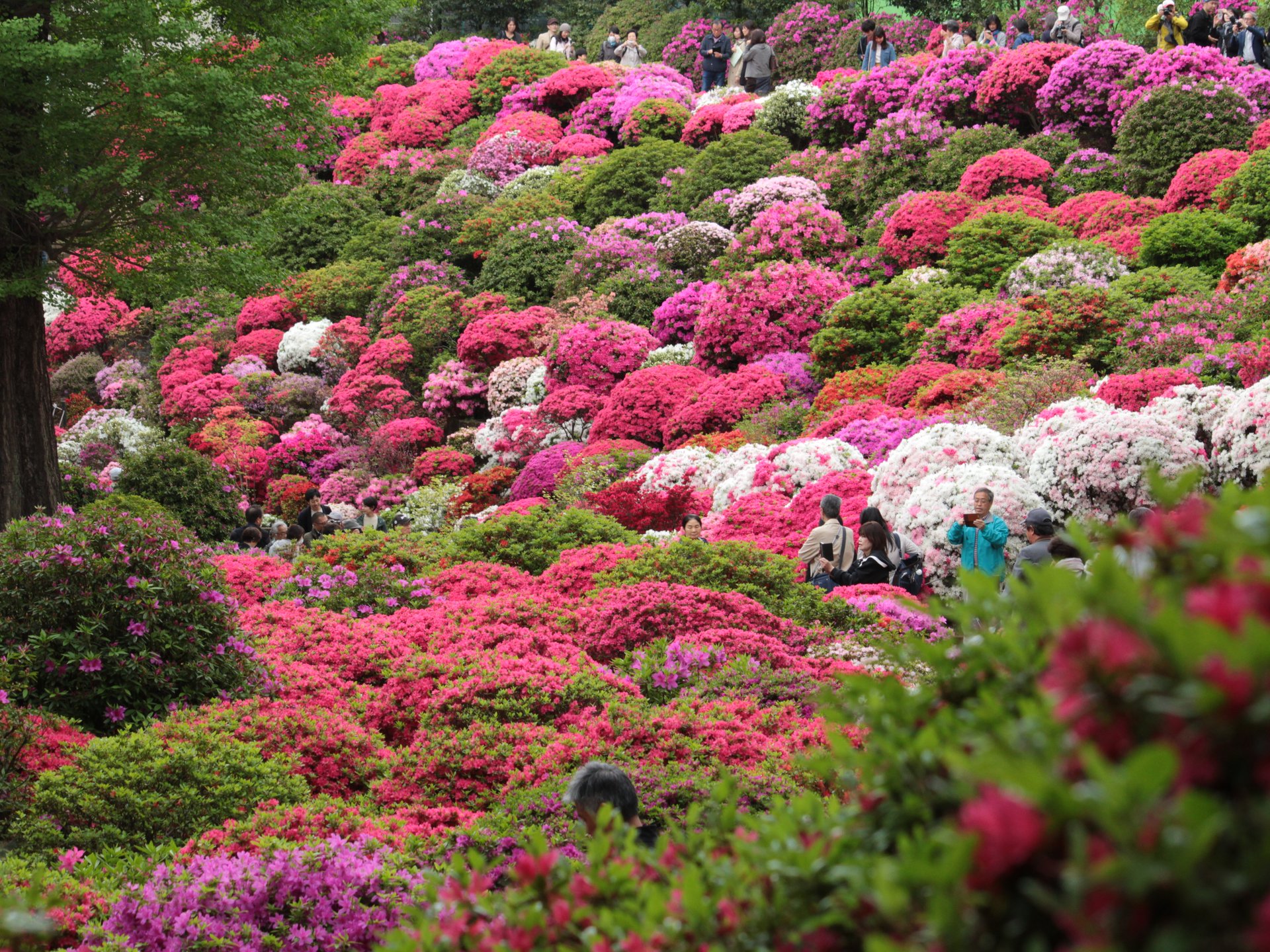 桜の次はここ！根津神社の文京つつじ祭りで色に包まれる
