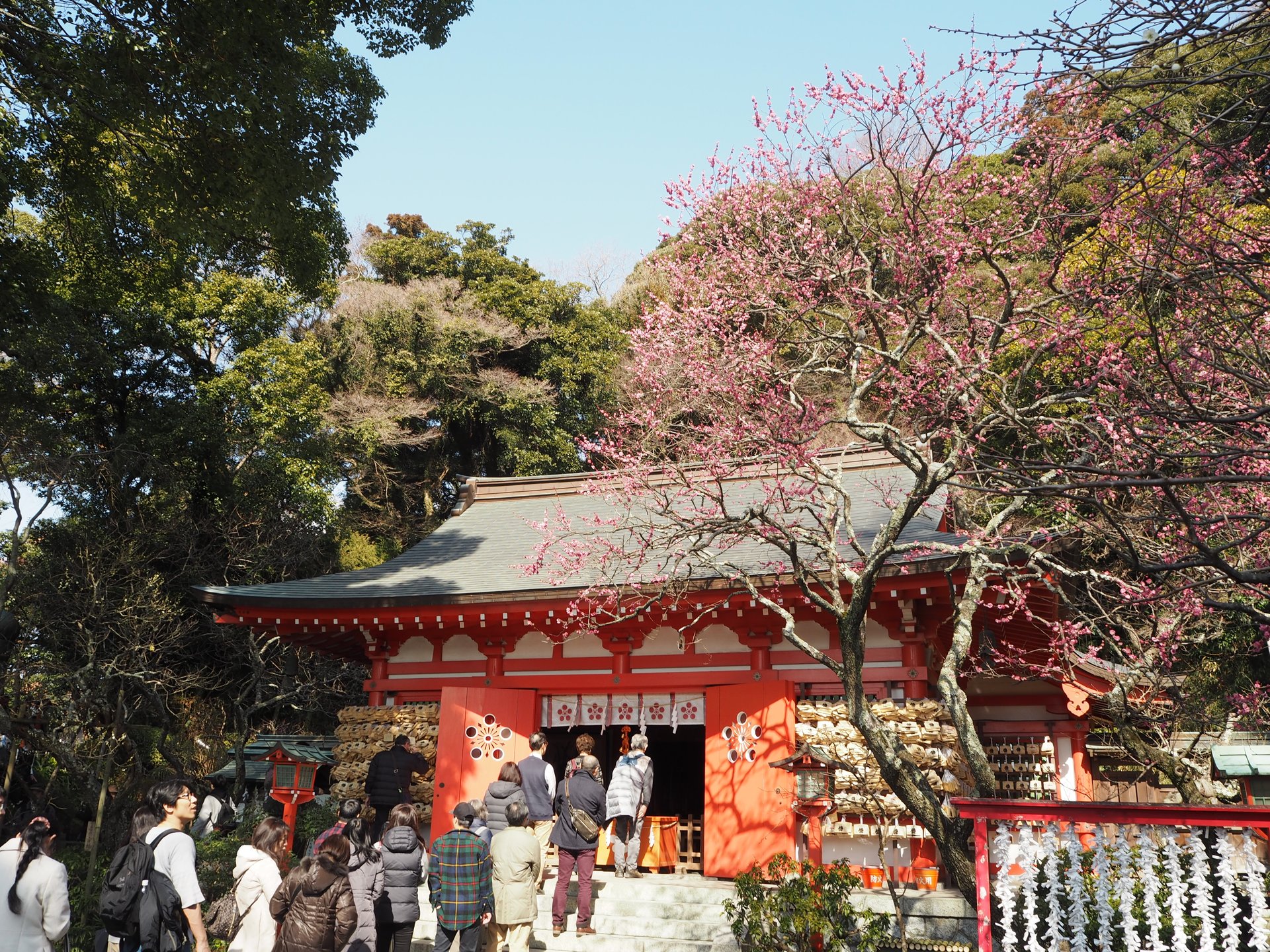 【鎌倉さんぽ】早春の花と言えば梅！早咲きの梅と荏原天神社のコラボ♪限定のお守りもGETしよう！