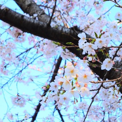 大阪天満宮