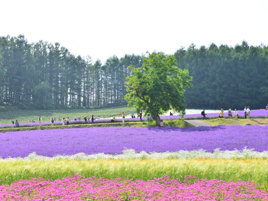 ファーム富田