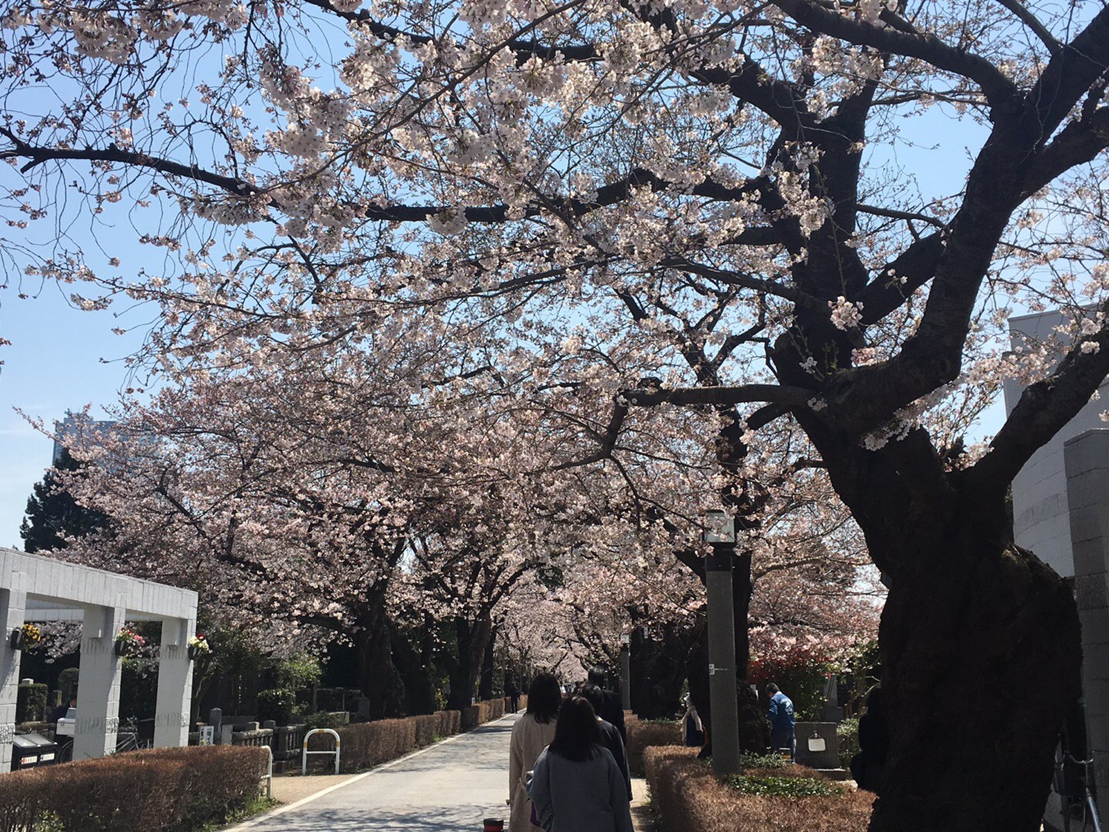 青山霊園