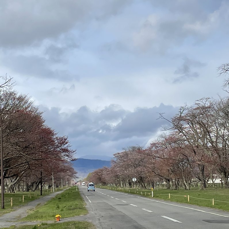 二十間道路桜並木