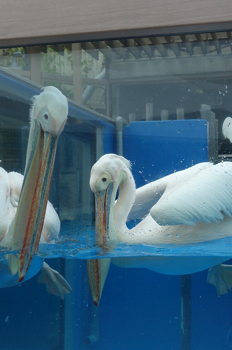 サンシャイン水族館