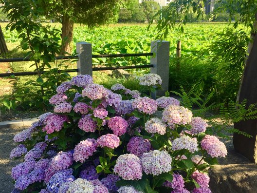 上野恩賜公園