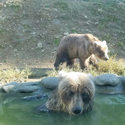 阿仁熊牧場「くまくま園」