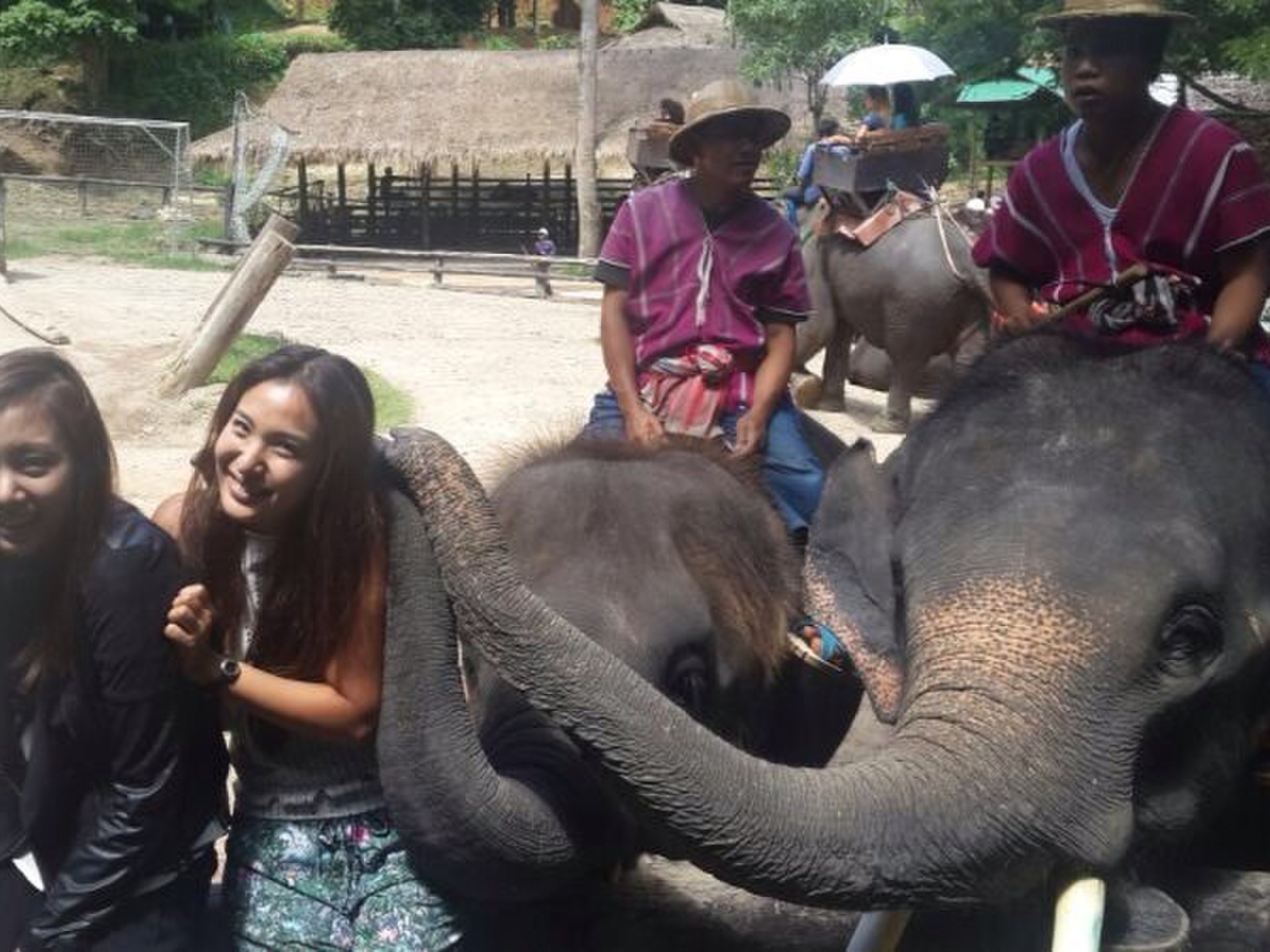 【タイで動物に触れ合いたい女子におすすめ】タイ好きが教える象、虎、蛇と遊べるスポット3選