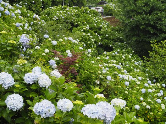 麻綿原天拝園