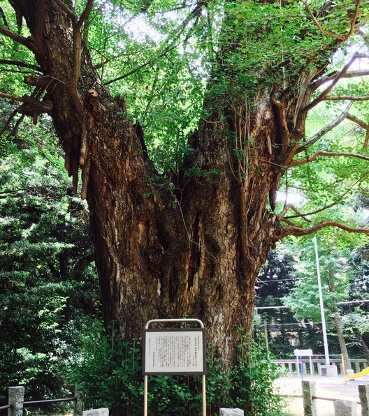 赤坂氷川神社のイチョウ