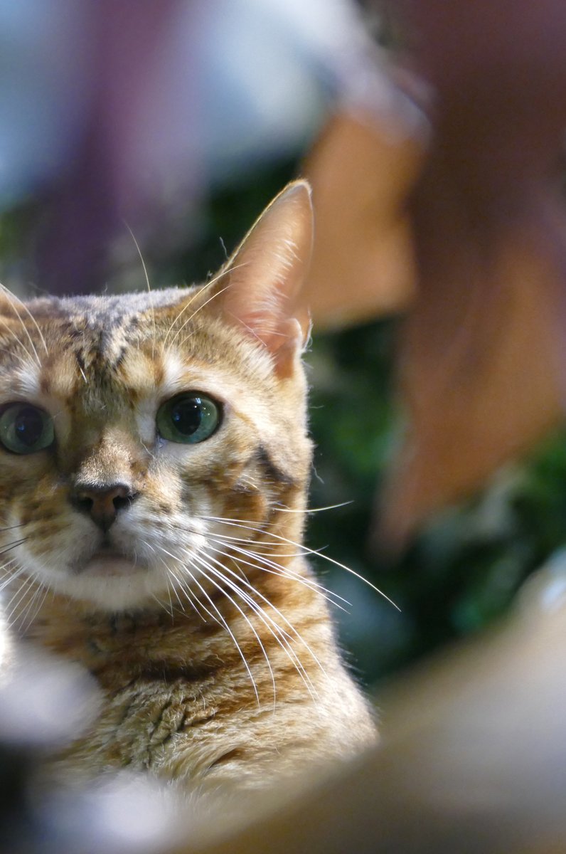 KURASHIKI ヒョウ猫の森