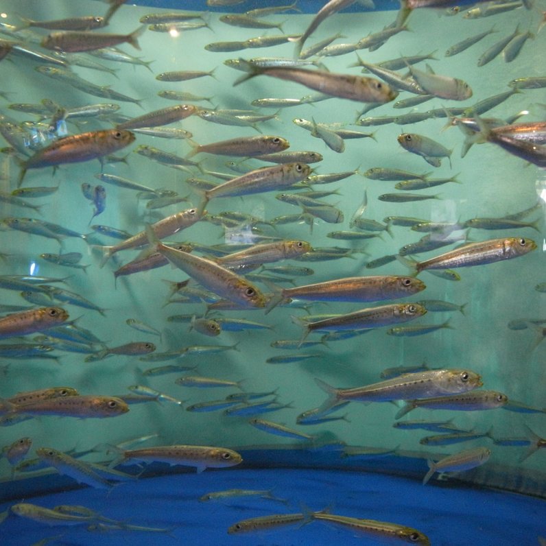 しながわ水族館