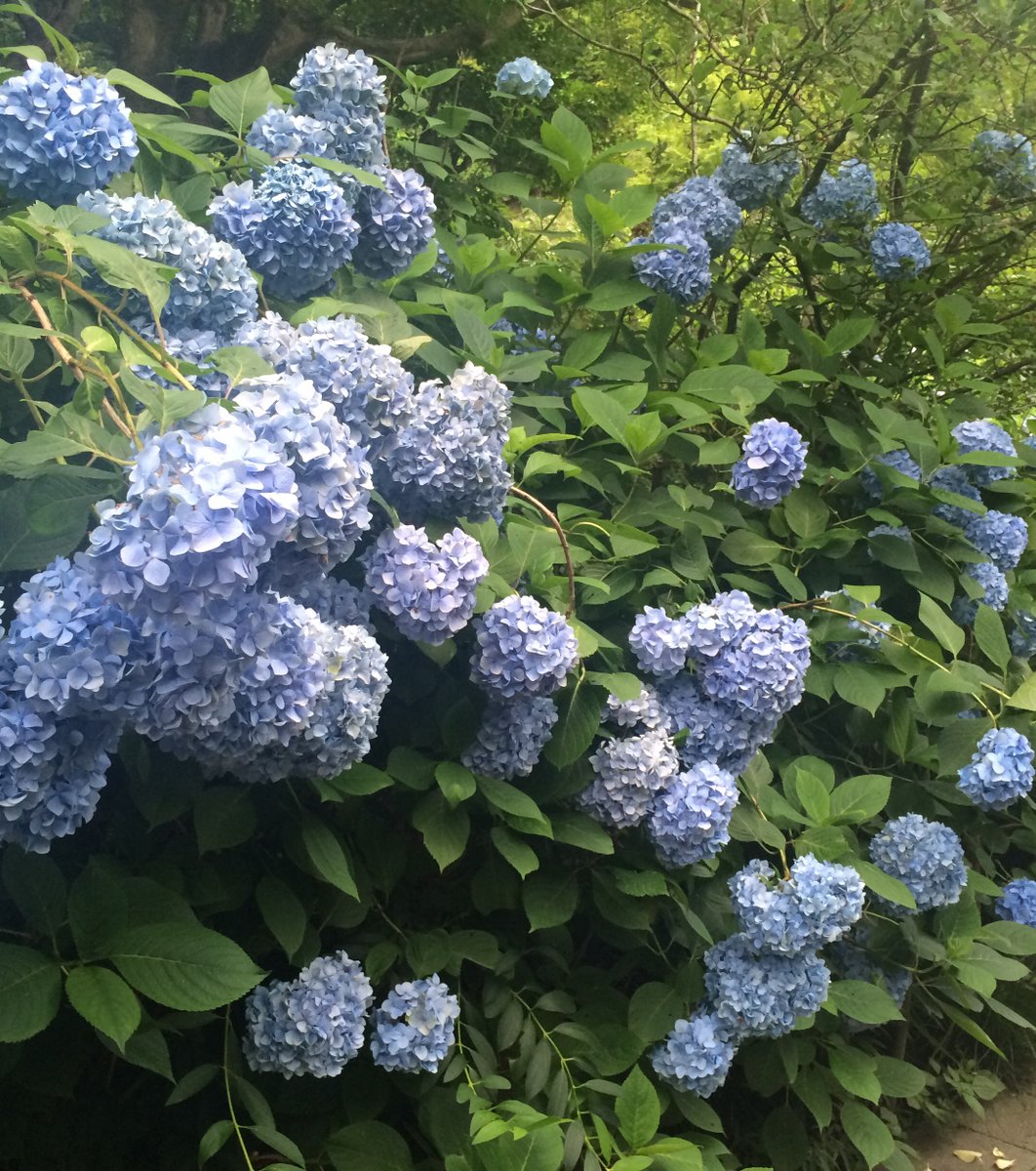 明月院(あじさい寺)