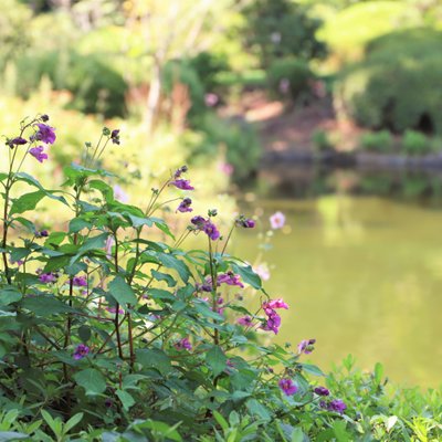 赤城自然園