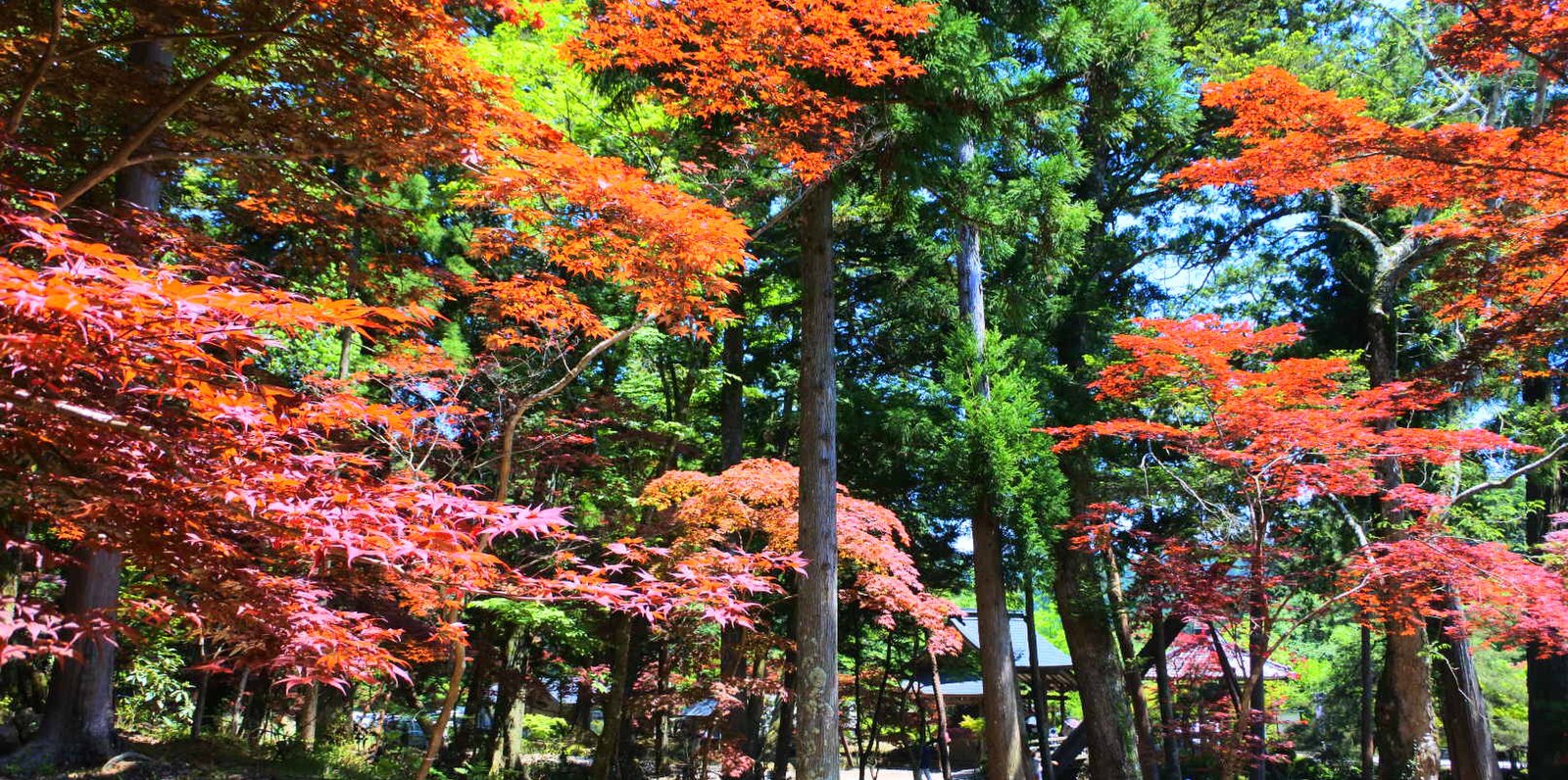 白毫寺