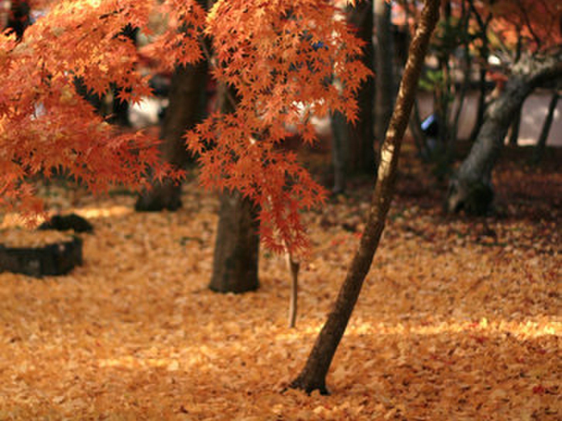 【京都へ紅葉めぐり旅行】哲学の道～白川～祇園 定番から穴場まで!おすすめスポット