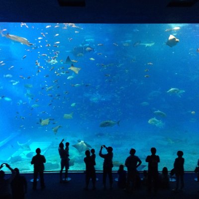 沖縄美ら海水族館