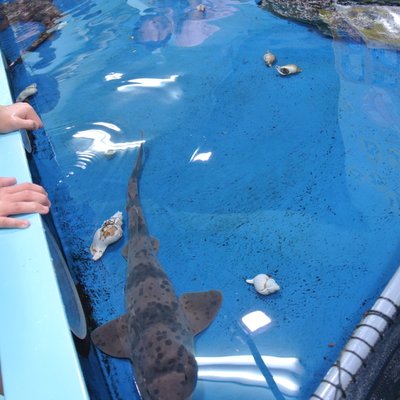 竹島水族館