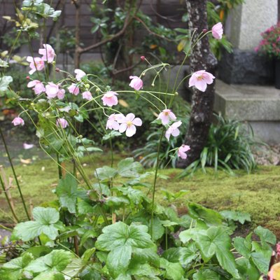 長谷寺(長谷観音)