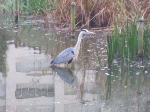 舞鶴公園