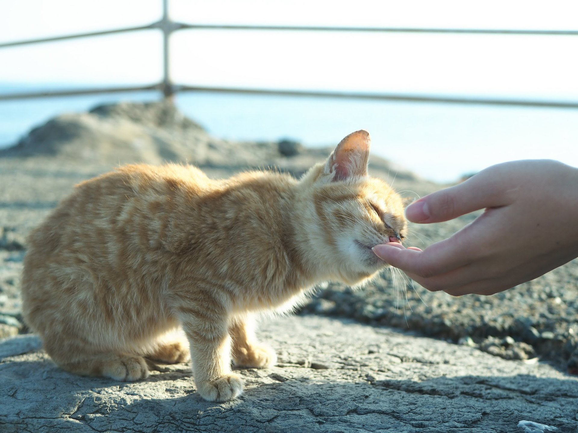 犬派の心が揺らぐ事件が！？　福岡の島・相島が猫まみれで天国！