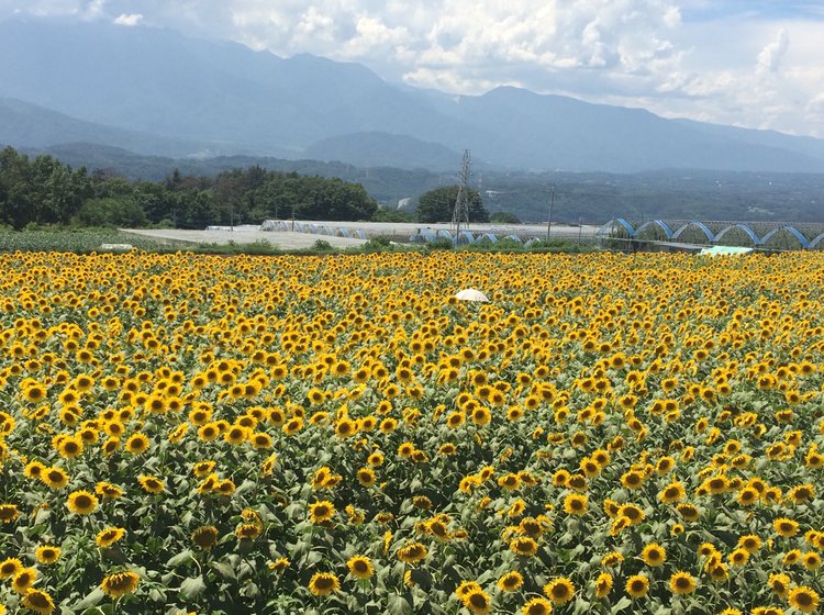 お盆にぴったり 都内からも日帰りで 絶景ひまわり畑 デートや家族とのおでかけ ドライブにおすすめ Playlife プレイライフ