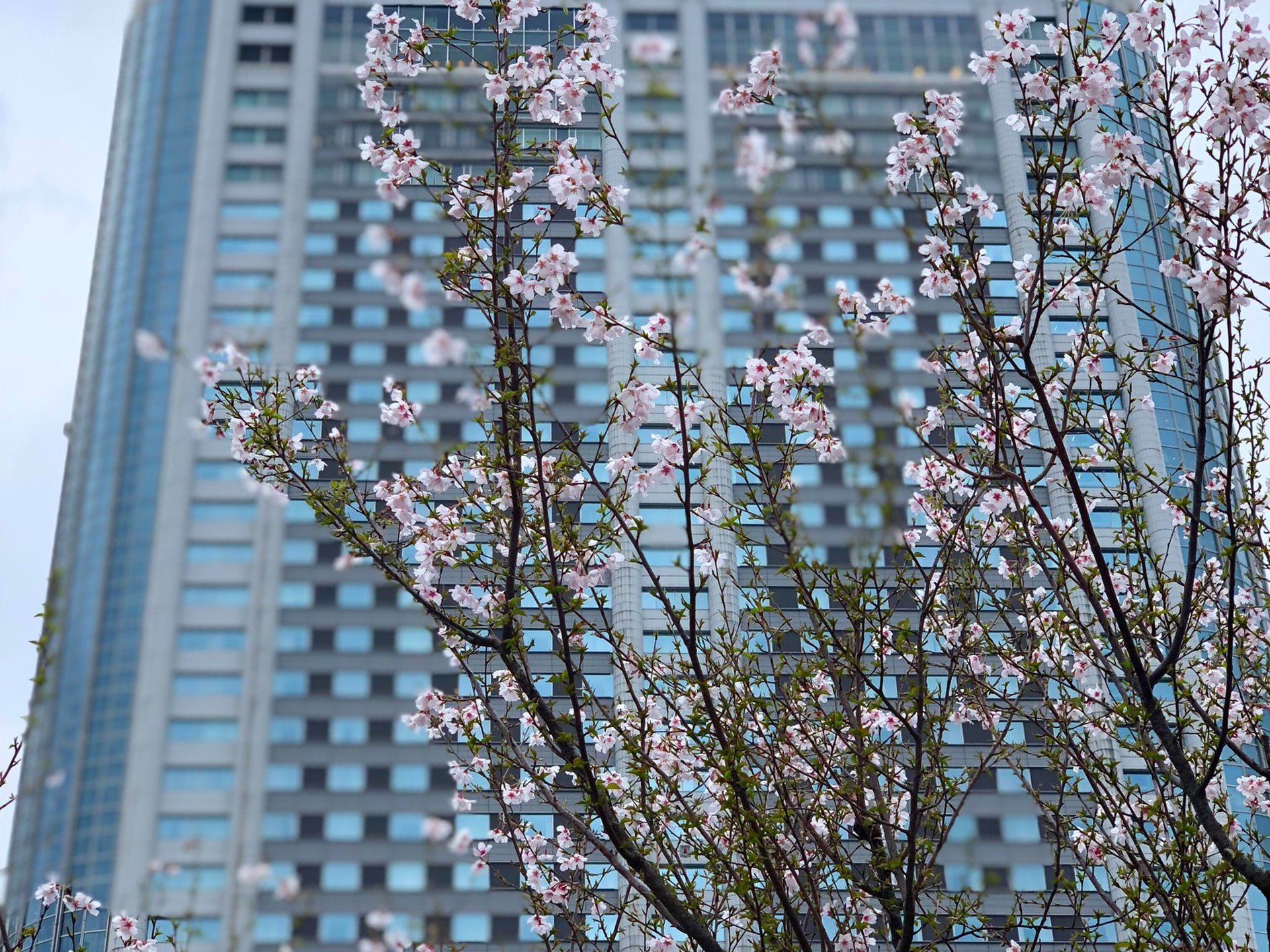 都内おすすめお花見！東京ドーム周辺・水道橋・後楽園おすすめランチ♡