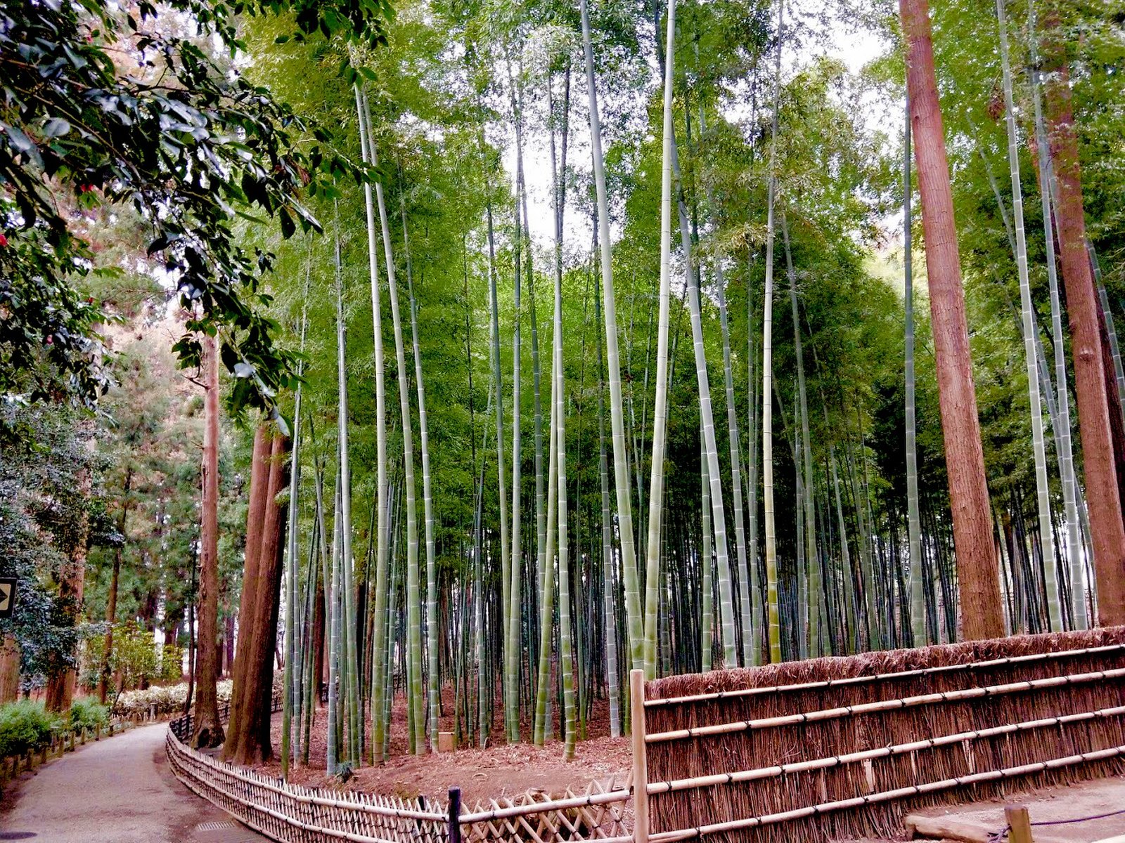 あんこう鍋ってどんな味 茨城旅行におすすめの居酒屋さんで美味しい