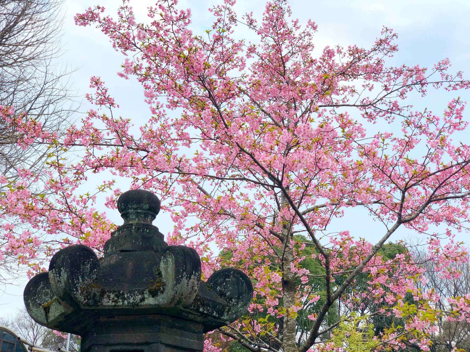 都内でお花見「上野東照宮」公園にある勝負運アップのパワースポットへ♡