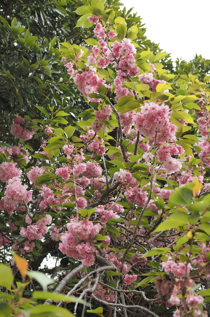 常陸第三宮吉田神社