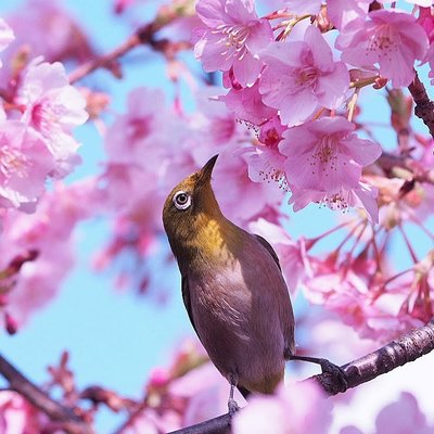 東京スカイツリー