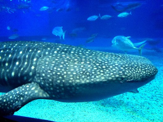 沖縄美ら海水族館