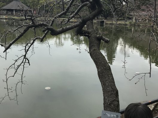 千葉公園 綿打池