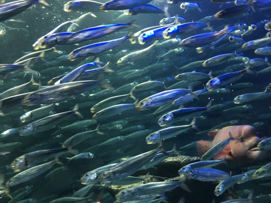 サンシャイン水族館