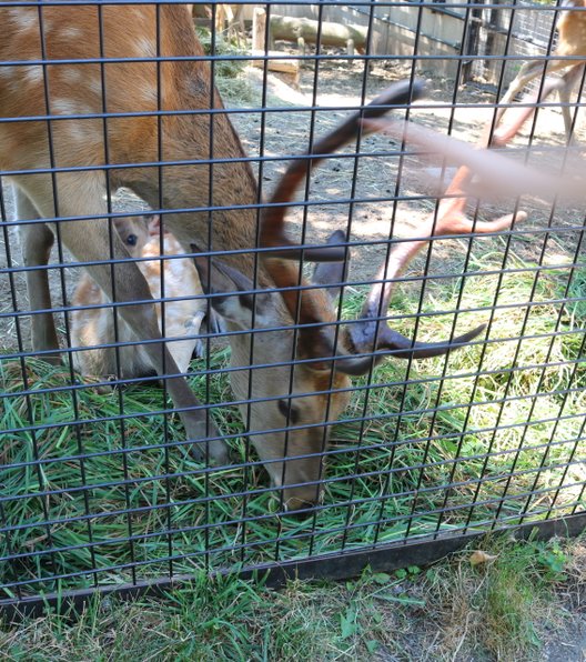 旭川市旭山動物園