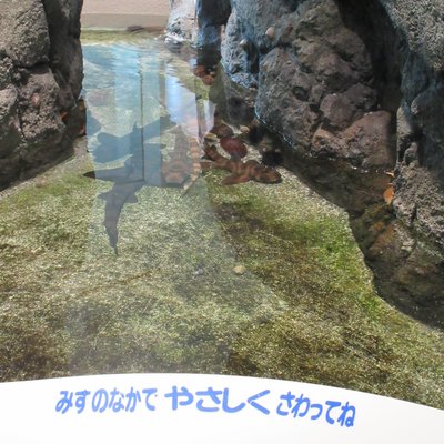 新潟市水族館マリンピア日本海