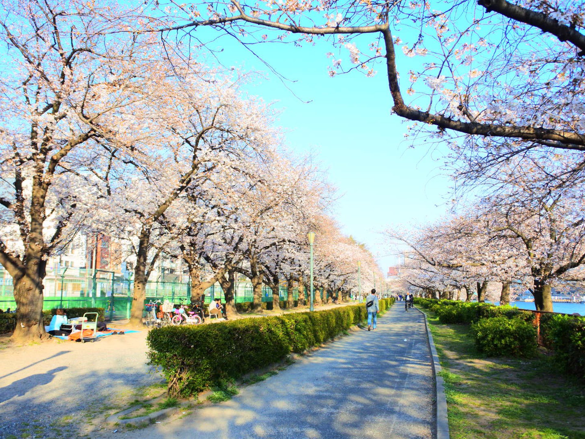 「大阪天満宮周辺でお花見デート！」桜並木が有名な南天満公園で食べる絶品ベーグル♡