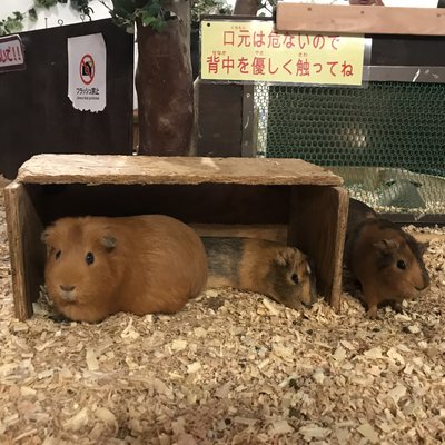 伊豆シャボテン動物公園