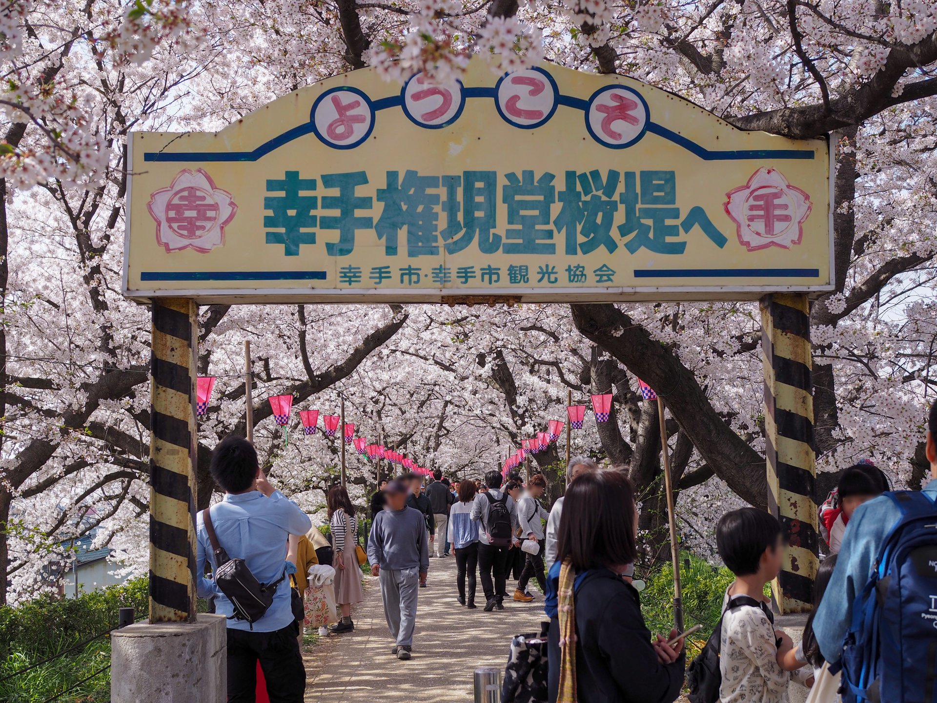 権現堂桜堤